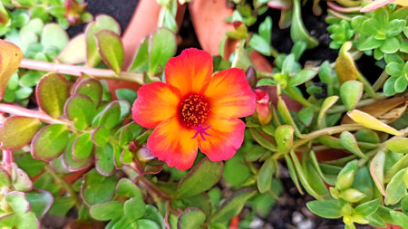 Portulaca oleracea, Pigweed, Little Hogweedの写真素材
