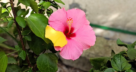 pink and yellow hibiscus flower blooming in the gardenの写真素材