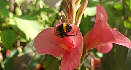 Bumblebee on a pink flower. Bumblebee on a flower.の写真素材