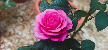 pink rose in the flowerpot on blurred background, soft focusの写真素材