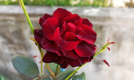 Red rose on a background of a stone wall. Close-up.の写真素材