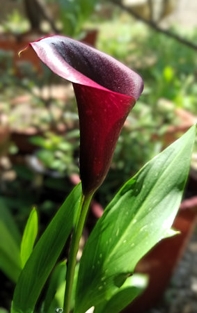 Purple calla lily flower with green leavesの写真素材