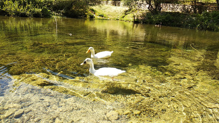 Two white swans swimming in a lake in a sunny summer dayの写真素材