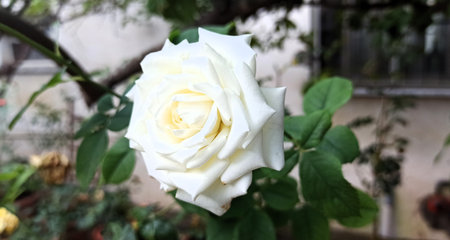 White roses in the garden. White roses in the garden. White roses in the garden.の写真素材