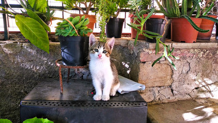 Cute cat sitting on the table in the garden with flowers.の写真素材