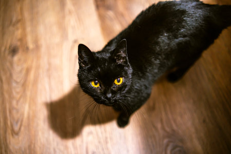 Black cat with yellow eyes on a wooden floor staring at the camera. Select focus.の写真素材