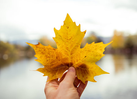 Photographer's hand holds a vibrant autumn leaf against a blurred background featuring a tranquil...
