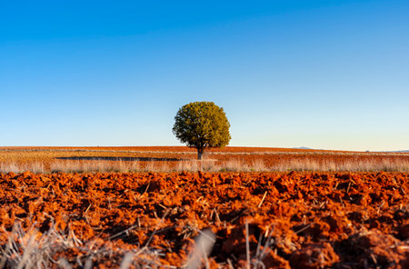 Lonely tree on a red plowed field under blue skyの写真素材