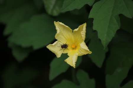 an insect perching on yellow flower in a gardenの写真素材