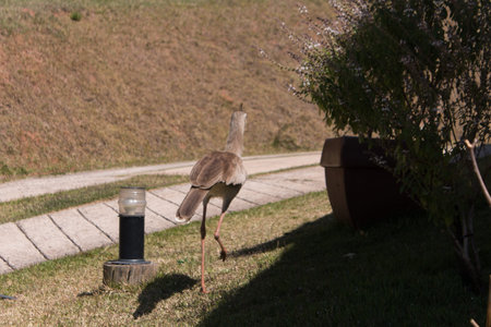 siriema walking quietly in a parking lot in a farm hotel
