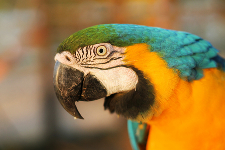 close up on a parrot at the zoo in s?o pedro cityの写真素材