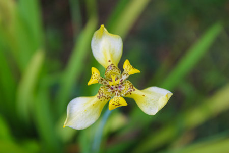 Exquisite Yellow Walking Iris Flower Blooming in a Tropical Garden