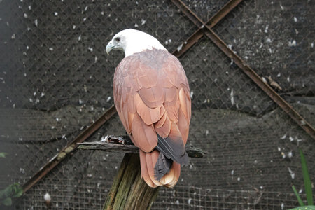 Brahminy Kite Perched on a Branch, Seen from the Back