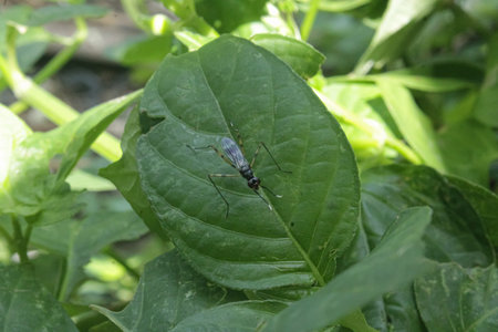 Metallic Blue-Black Insect with Long Legs on Green Leaf