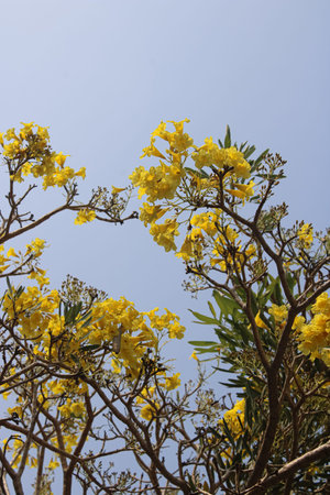 Yellow flowers on tree with blue sky in background.