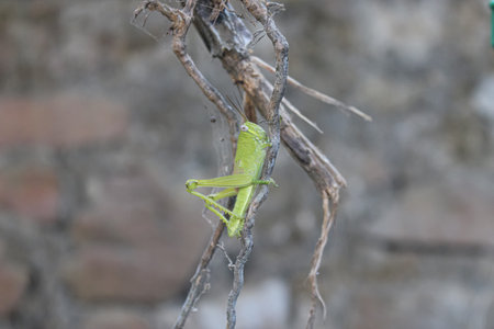A grasshopper landed on a branch. grasshoppers are green
