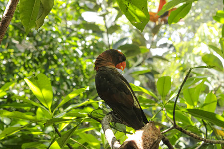 Black-Capped Lory Perched on a Tree Branch in Lush Jungleの写真素材