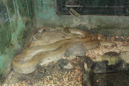 An adult snake in a glass enclosure. large snakes in the zoo
