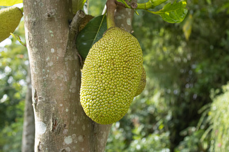 Ripe Jackfruit Hanging on Tree in Tropical Garden
