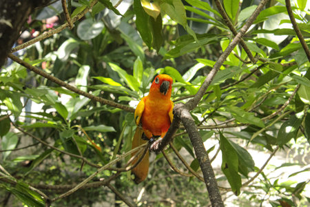 Sun Conure Parrot Facing Camera on Tree Branch