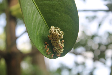 Tiny Wasps Nest on a Green Leaf