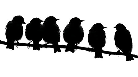 Birds looking down intently on a strong branch, silhouettes isolated on plain white background.のイラスト素材