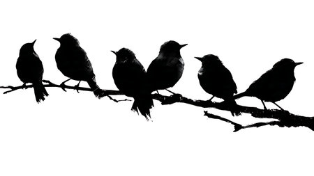 Migratory birds resting briefly on a branch, silhouettes isolated on plain white background.のイラスト素材