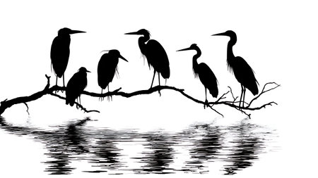 Water bird silhouettes on a branch over water, black isolated on plain white background.のイラスト素材