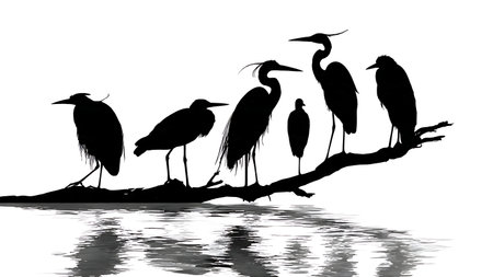 Water bird silhouettes on a branch over water, black isolated on plain white background.のイラスト素材