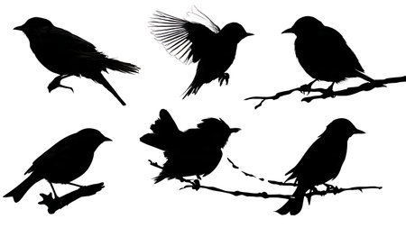 Birds with wings slightly spread on a branch, dynamic isolated on plain white background.のイラスト素材