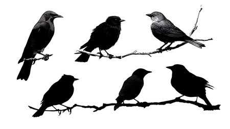 Bird silhouettes with varied wing and leg positions isolated on plain white background.のイラスト素材