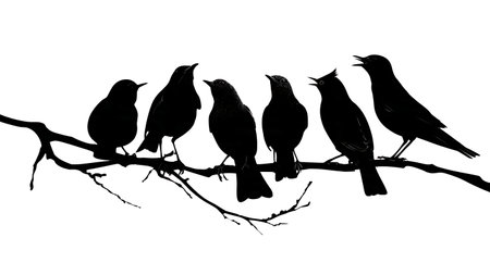 Birds with puffed chests on a curved branch, silhouettes isolated on plain white background.のイラスト素材