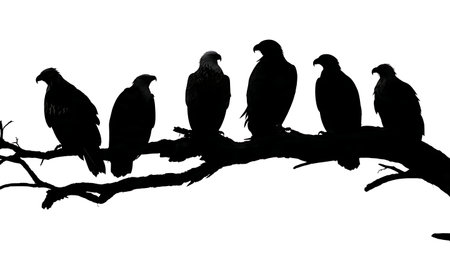 Raptor bird silhouettes on a rugged branch, imposing isolated on plain white background.のイラスト素材