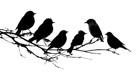 Bird silhouettes on a multi-twig branch, black solid isolated on plain white background.のイラスト素材