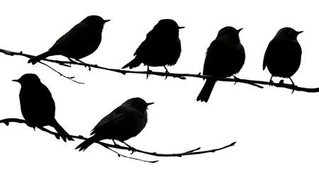 Migratory birds resting briefly on a branch, silhouettes isolated on plain white background.のイラスト素材
