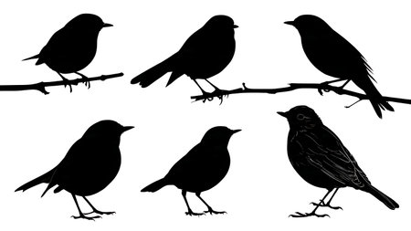Robin and thrush silhouettes on a branch, black solid isolated on plain white background.のイラスト素材