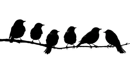 Birds with streamlined bodies on a sleek branch, silhouettes isolated on plain white background.のイラスト素材
