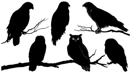 Raptor bird silhouettes on a branch, black solid isolated on plain white background.のイラスト素材