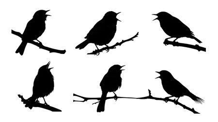Singing bird silhouettes on a branch, black solid isolated on plain white background.のイラスト素材