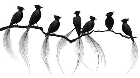 Elegant tail feather bird silhouettes on a branch isolated on plain white background.のイラスト素材