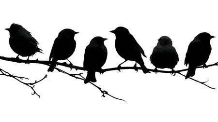 Birds with detailed beaks on a branch, black silhouettes isolated on plain white background.のイラスト素材