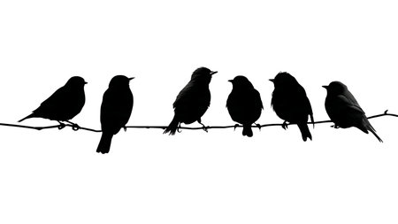 Migratory bird silhouettes resting on a branch isolated on plain white background.のイラスト素材