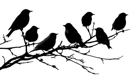 Birds at different heights on a multi-tiered branch isolated on plain white background.のイラスト素材