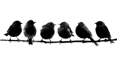 Birds looking down from a branch, black solid isolated on plain white background.