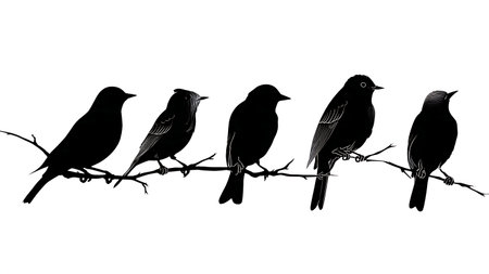 Birds with distinct feather patterns on a branch isolated on plain white background.のイラスト素材