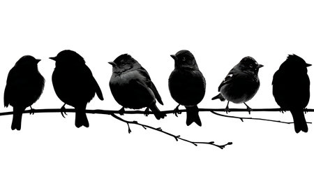 Birds with cocked heads on a branch, black silhouettes isolated on plain white background.のイラスト素材
