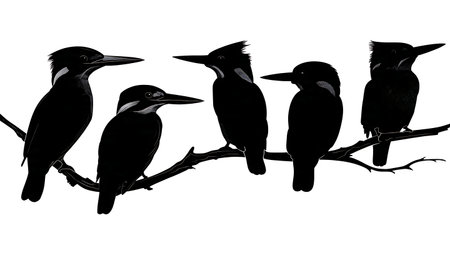 Kingfisher silhouettes on a branch, black solid isolated on plain white background.のイラスト素材