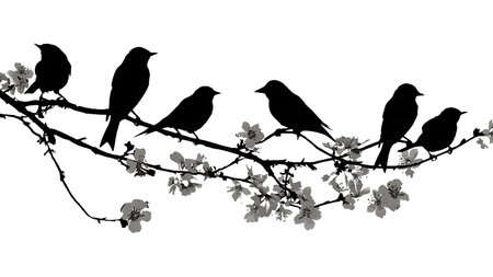 Birds on a blossoming branch, black solid silhouettes isolated on plain white background.のイラスト素材