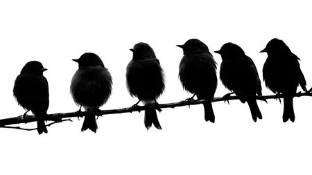 Birds observing a shared point on a branch, black isolated on plain white background.