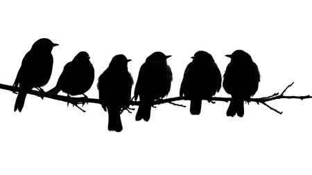 Birds facing away on a branch, black solid silhouettes isolated on plain white background.のイラスト素材